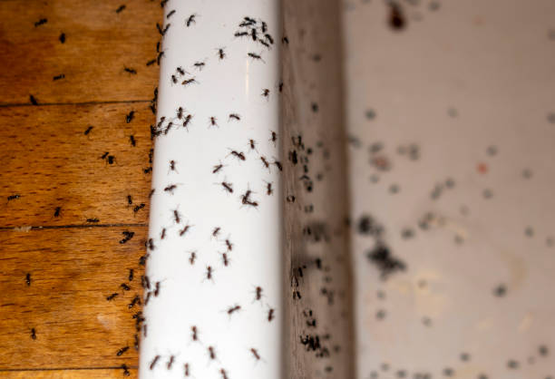 Best Pest Control Treatment  in Fayetteville, AR