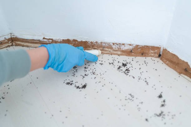Best Local Pest Control Services  in Fayetteville, AR